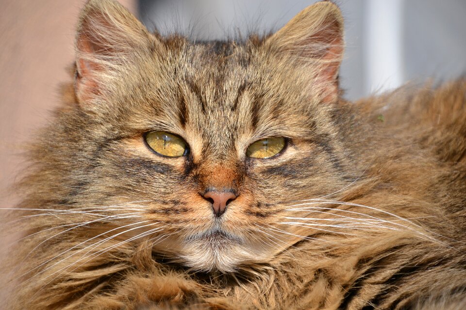 Mieze domestic cat animal