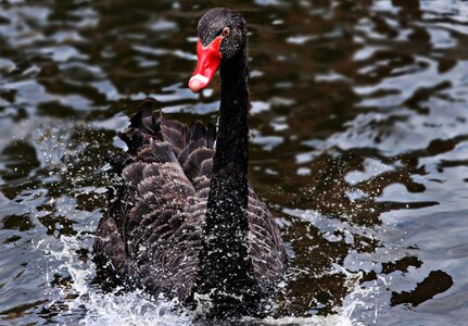 Black swan bird animal