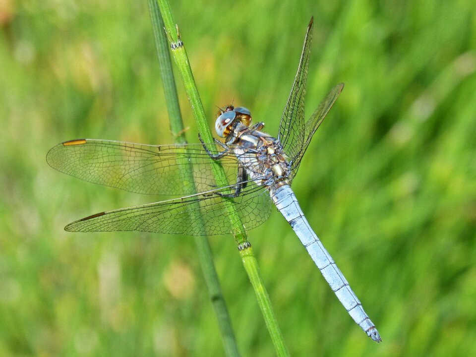 Stem wetland orthetrum cancellatum