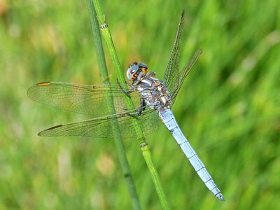 Stem wetland orthetrum cancellatum
