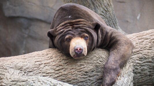 Wild wildlife mammal