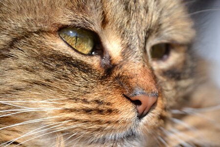 Mieze domestic cat animal