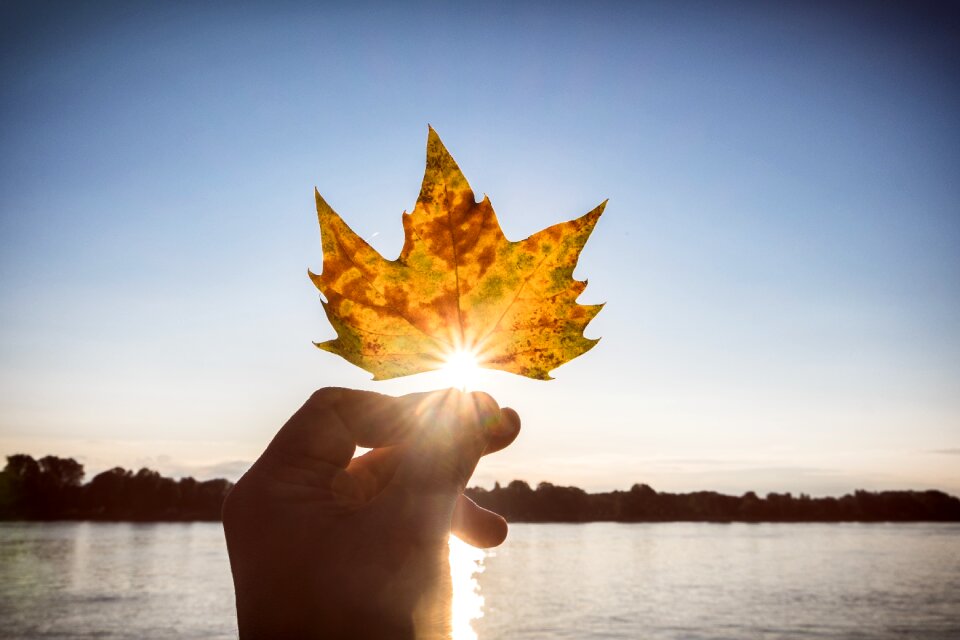 Backlighting golden autumn fall foliage