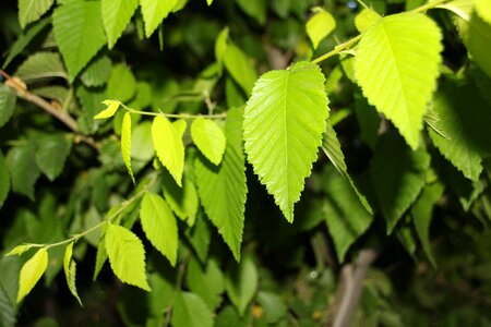 Leaf the leaves growth