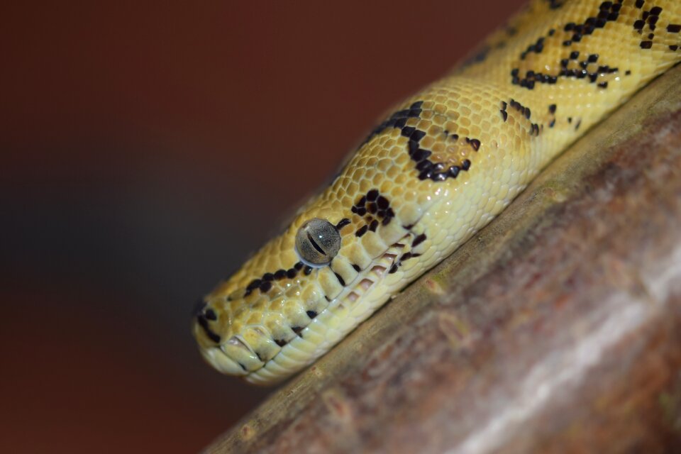 Python reptile animal