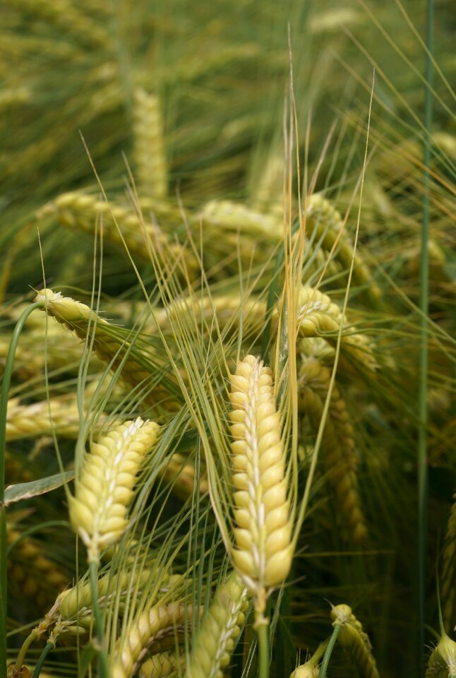 Field crops grain ear