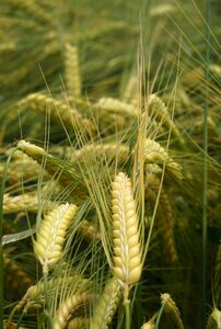 Field crops grain ear photo