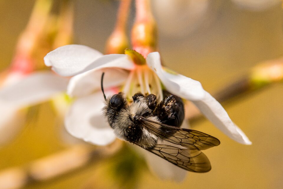 Sand bees bee collect nectar