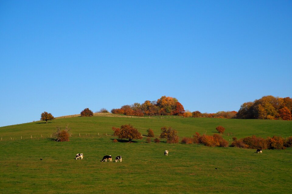 Pasture cows golden autumn
