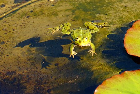 Animal green amphibian photo
