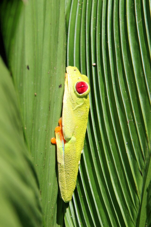 Rainforest green tropical