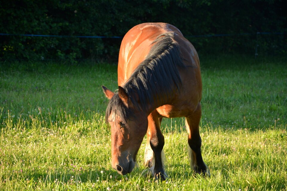 Horseback riding dressage animals