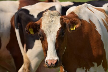 Pasture animals nature photo