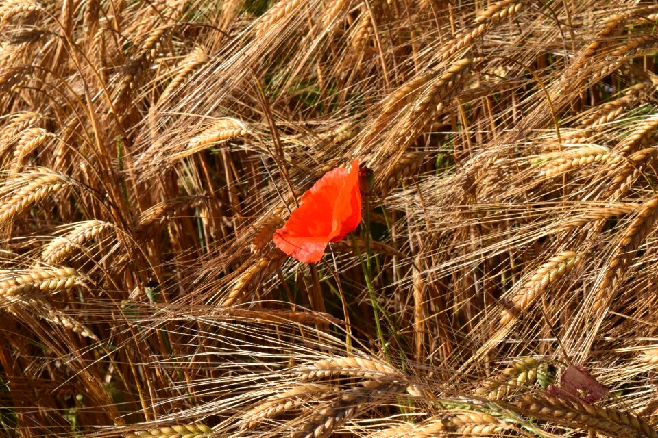 Barley field red cereals