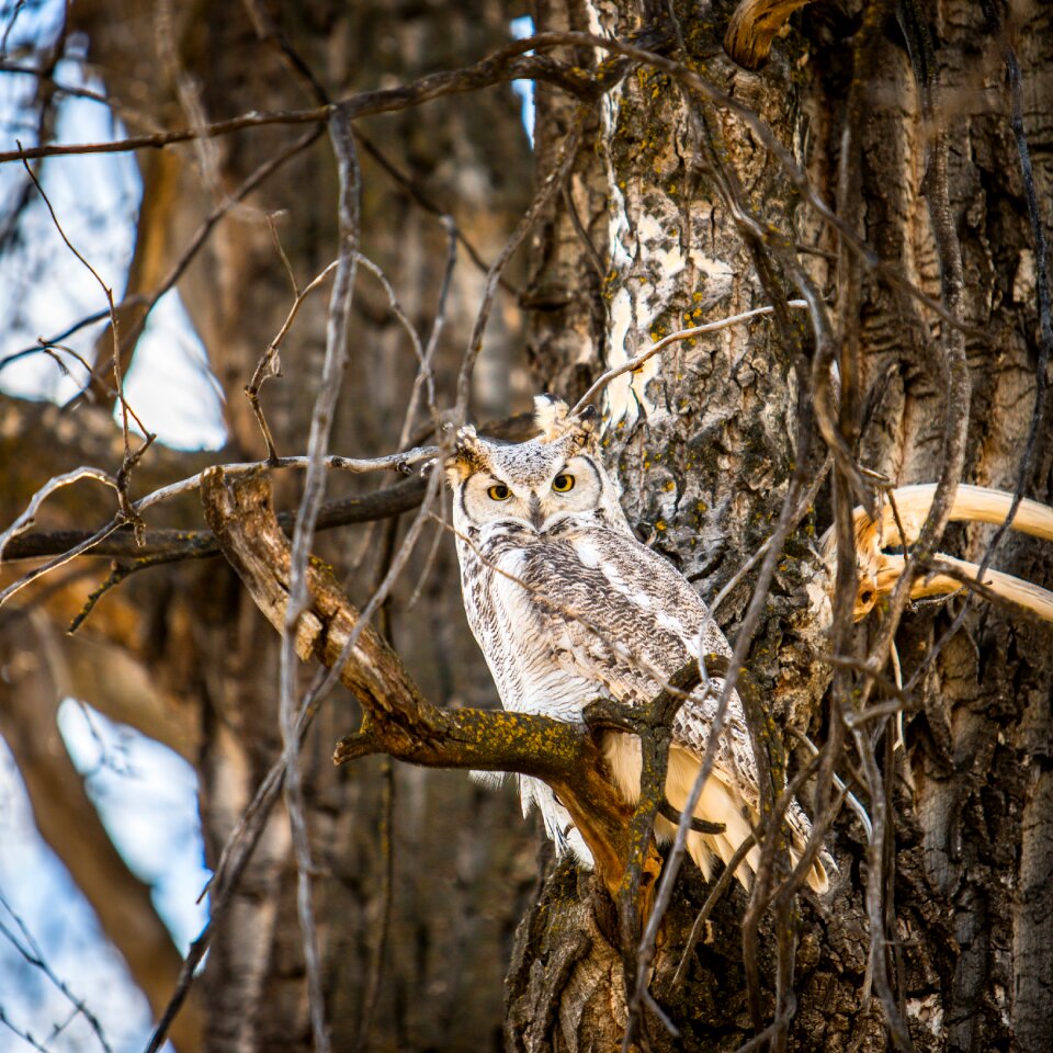 Forest great horned owl natural