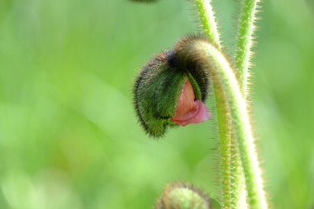 Green plant poppy bud photo