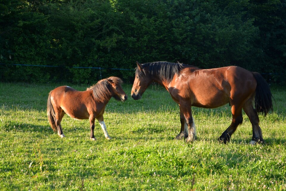 Prairie horses brown