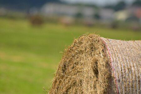 Winter feed harvest agriculture photo