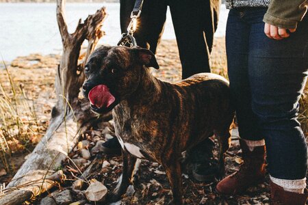 Canine cute dog