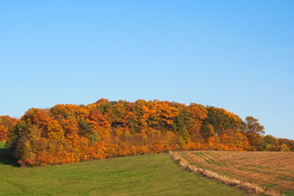 Arable red autumn forest