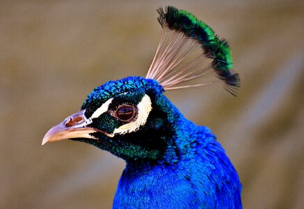 Animal feather nature