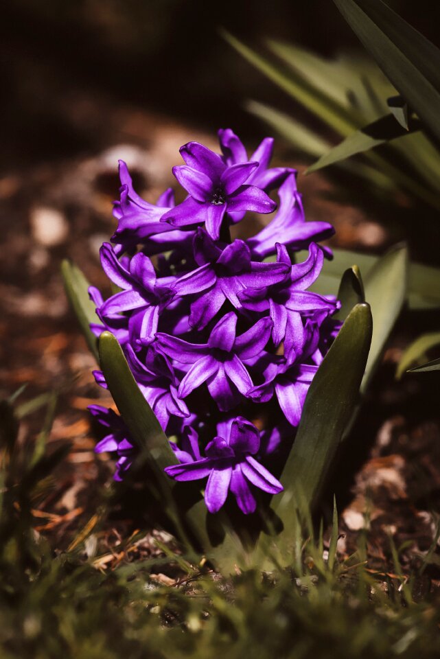 Flower violet flower flowers