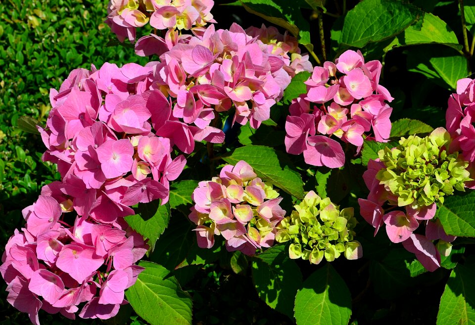 Close up flowers blossom