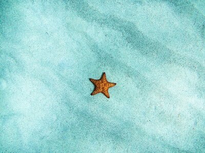 Beach marine aquatic