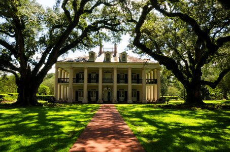 Plantation tree historically