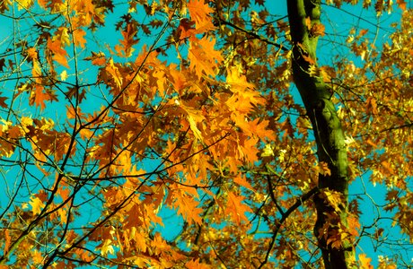 Color environment fall