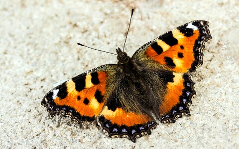 Butterflies colorful on stone sitting photo