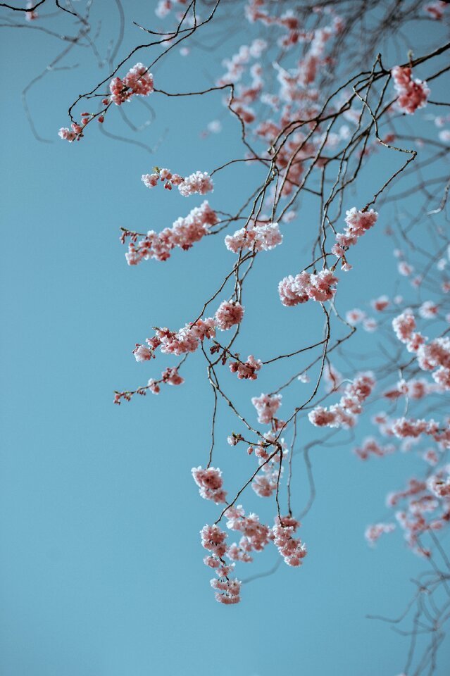 Spring floral fauna