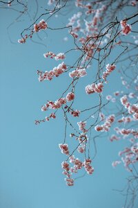 Spring floral fauna