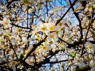 Schlehendorn flowers bloom