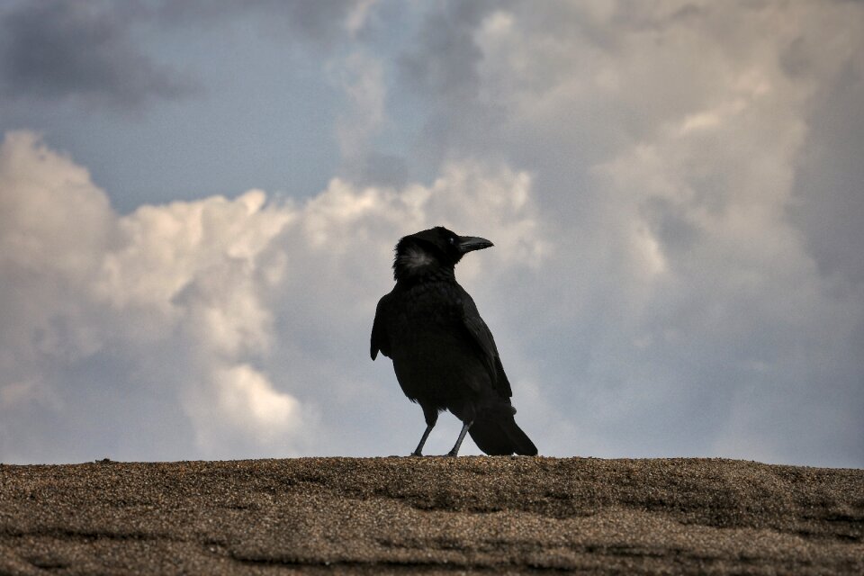 Beach crow wild birds