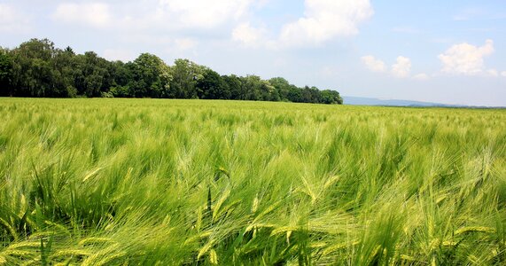 Field agriculture grain photo