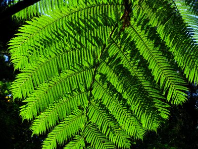 Plant fern green
