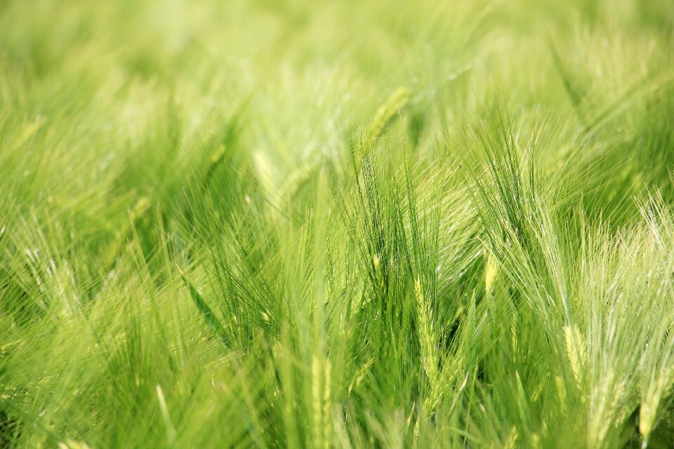 Field agriculture grain