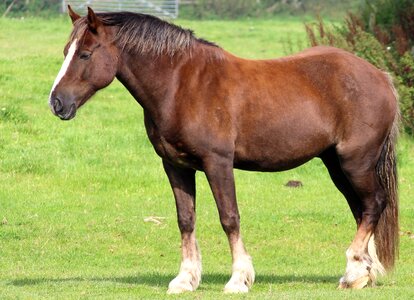 Stallion farm purebred photo