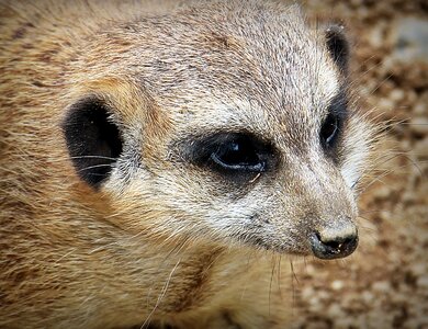 Curious small fur