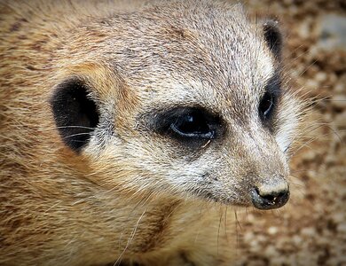 Curious small fur photo