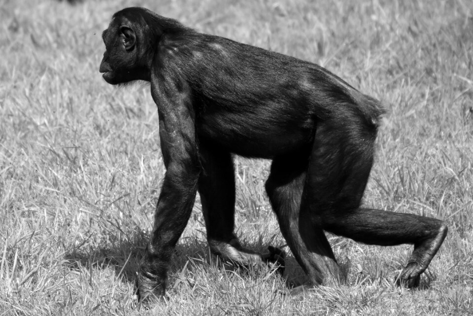 Mammal nature bonobo