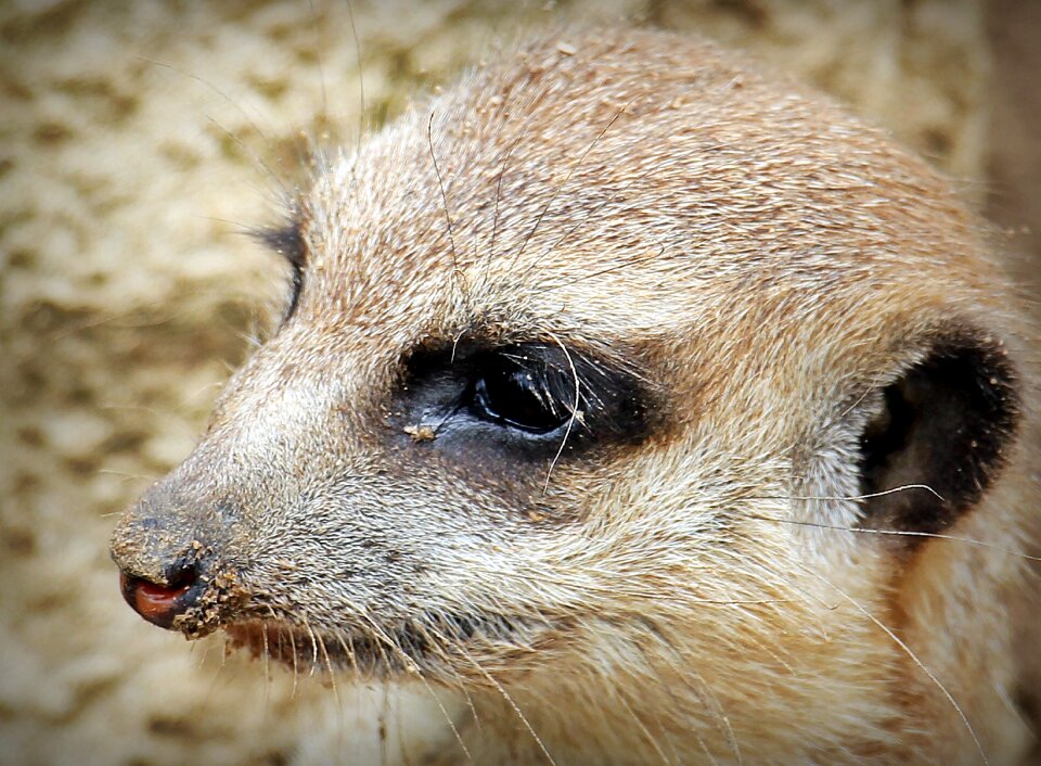 Curious small fur