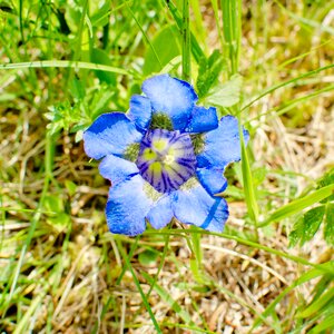 Alpine gentian gentians flower