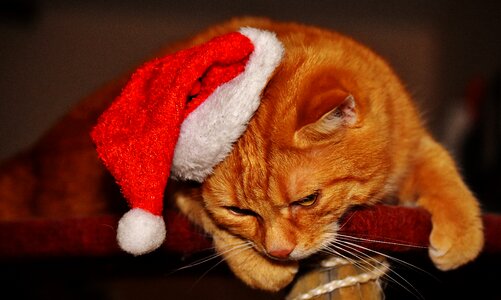 Santa hat funny cute