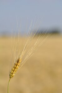 Cereals spike nature photo