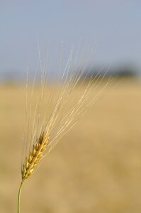 Cereals spike nature