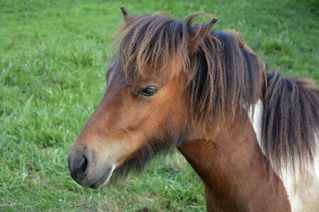 Pony animals foal