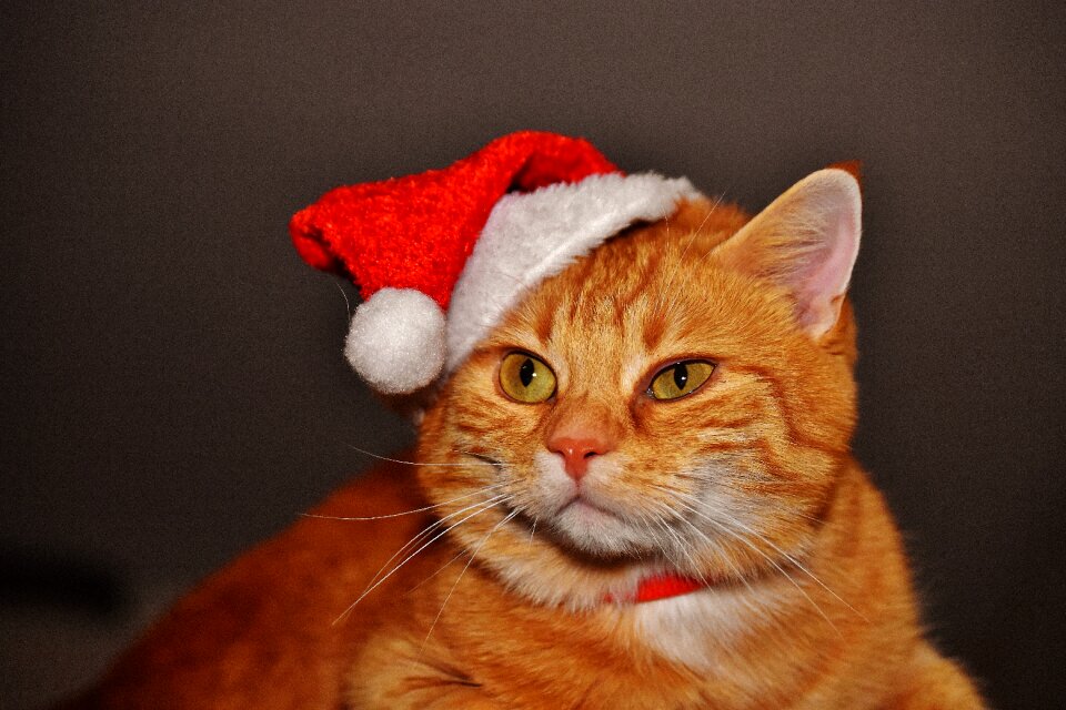 Santa hat funny cute