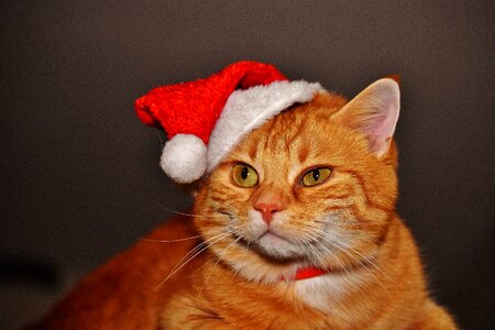 Santa hat funny cute